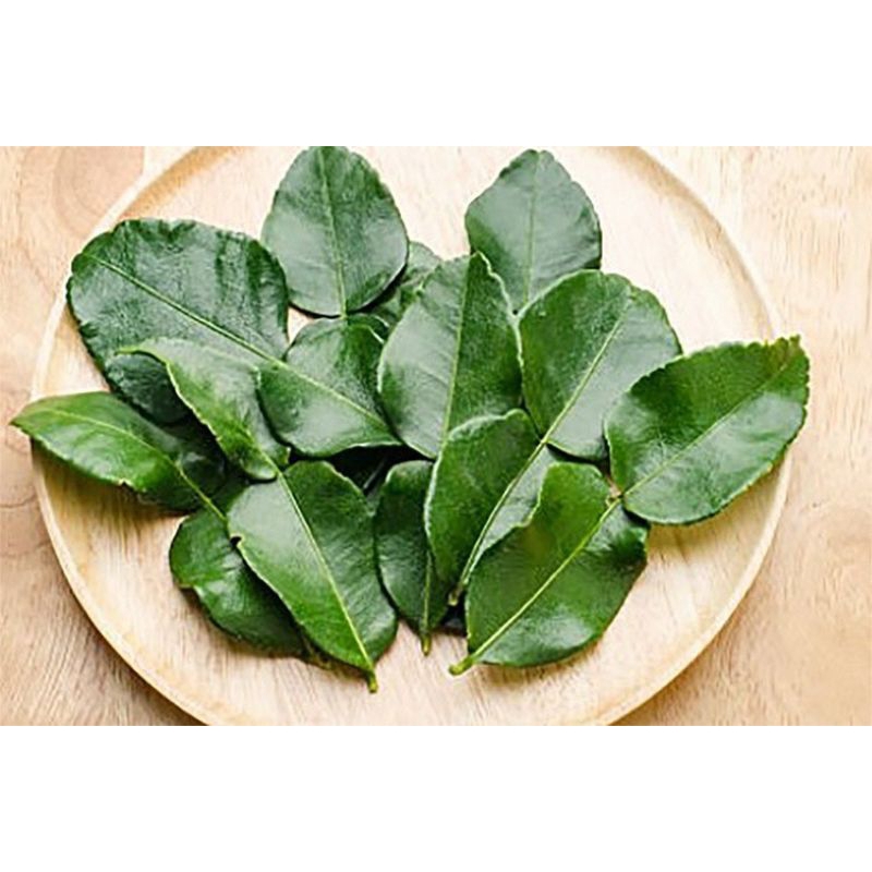 

Fresh Daun Jeruk Purut Bumbu Masak