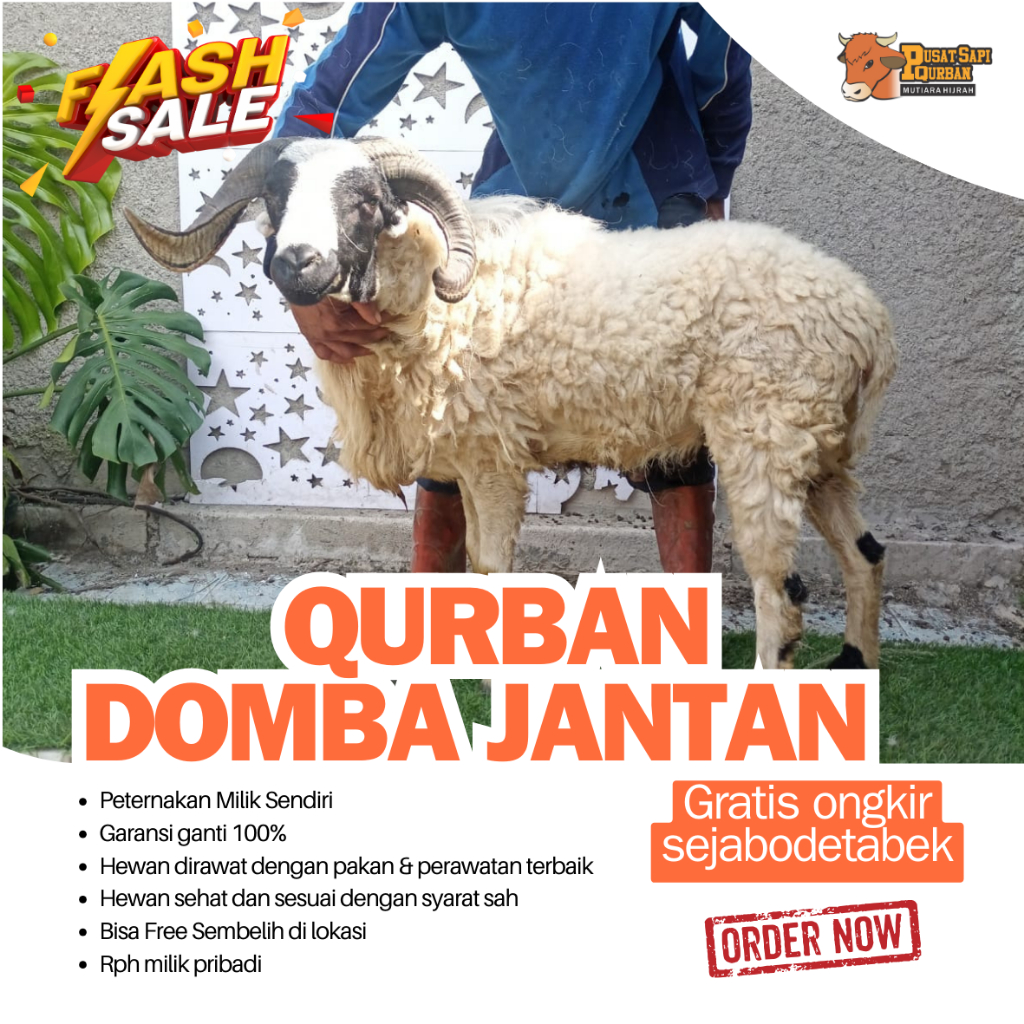 

KAMBING KURBAN TERMURAH KIRIM HIDUP JABODETABEK