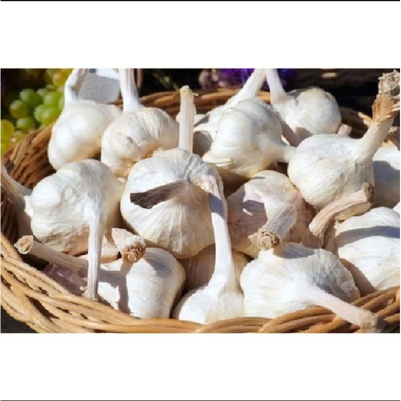 

1/2 kg Bawang Putih Kating