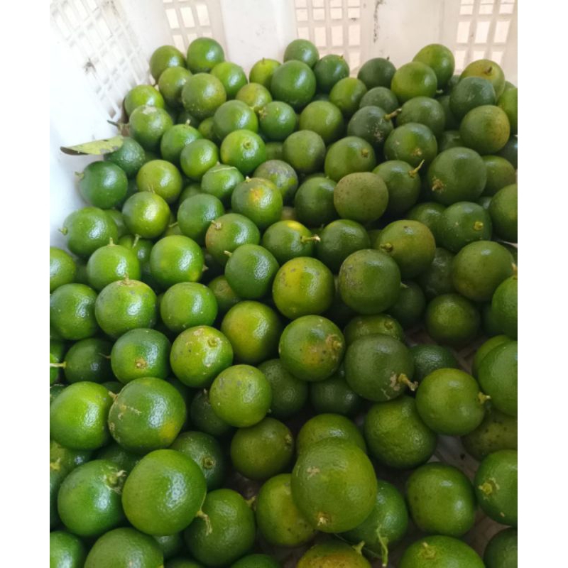 

jeruk peras sunkist/jeruk kasturi (500 g)