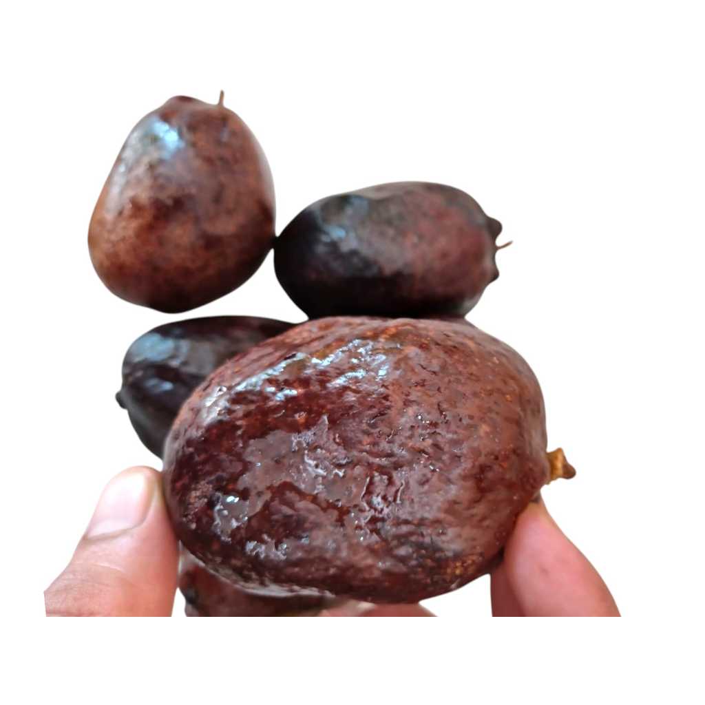 

BUAH ZURIAT 1 KG / DOUM MESIR / PROMIL / BUAH MESIR