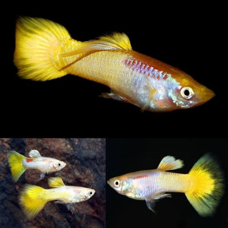 GUPPY YELLOW MICARIF