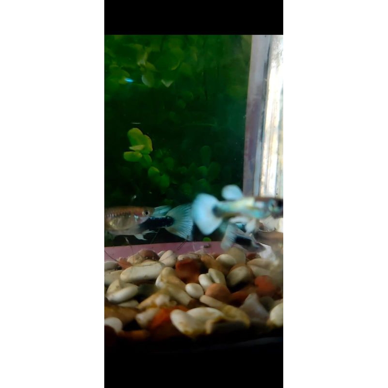 Guppy+Hb+putih+Guppy+sepasang