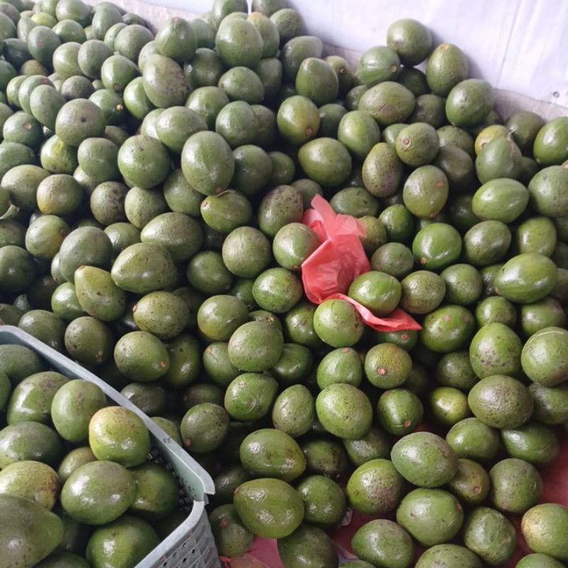 

Alpukatmadu jumbo isi 2 buah 1 kg, 3 buah 2kg