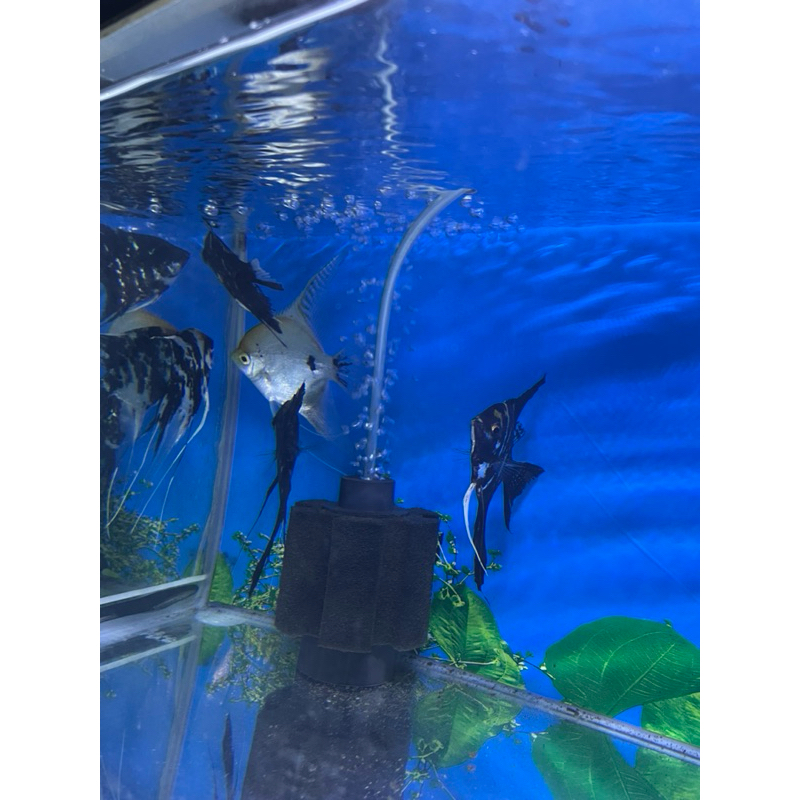 Manfish tricolor jumbo