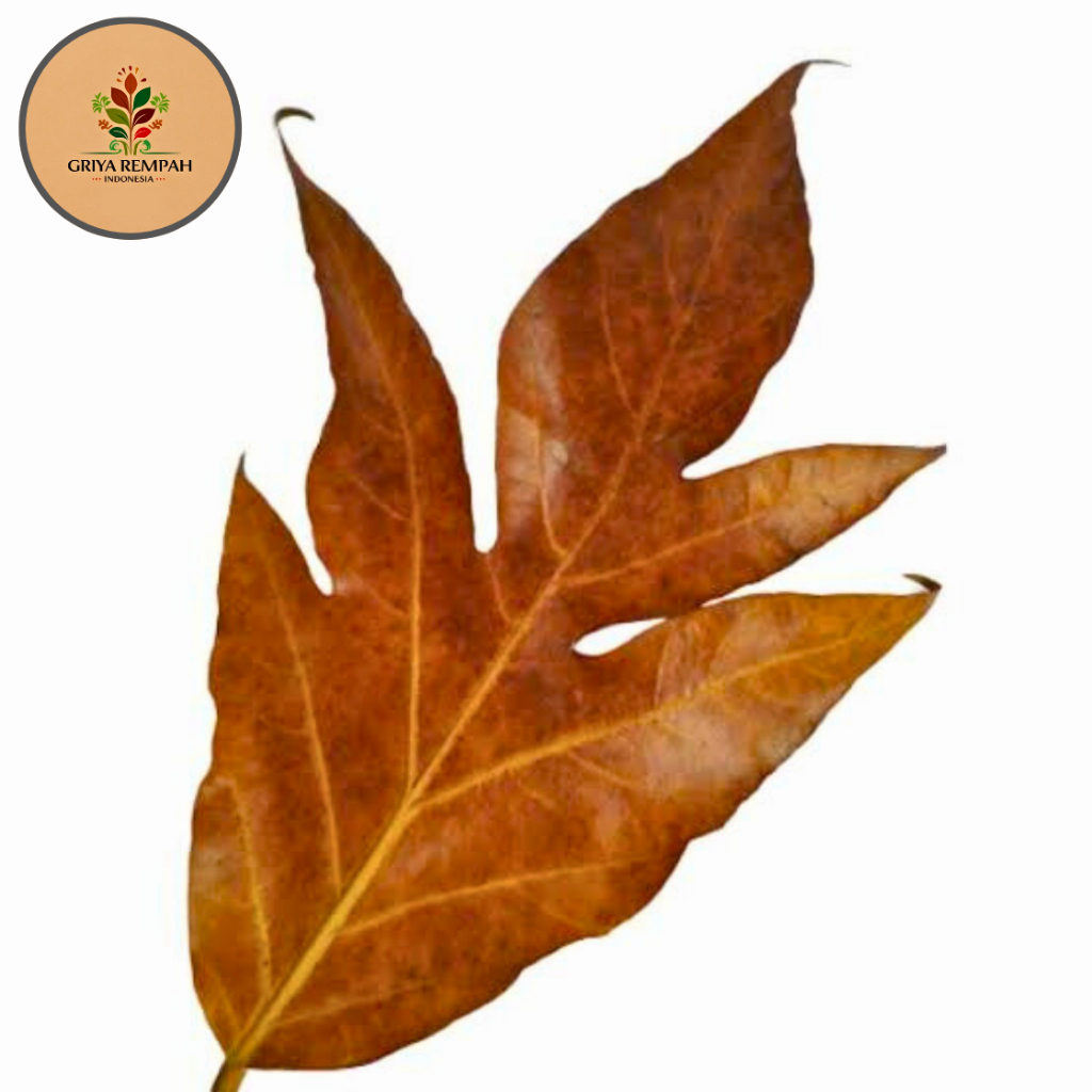 

DAUN SUKUN KERING 1 KG Rempah Herbal Simplisia Alami untuk Kesehatan Jantung & Penurun Kolesterol Ramuan Jamu Tradisional Artocarpus altilis