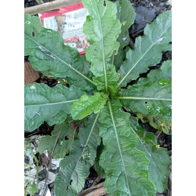

jual daun tapak liman segar petik saat orderan masuk