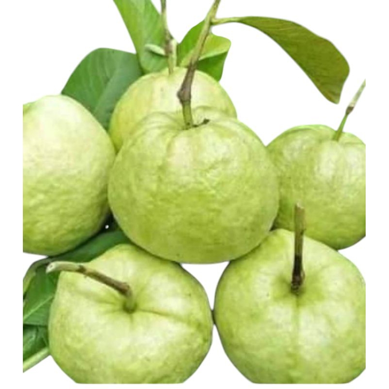 

Jambu kristal organik super berat produk 1kg
