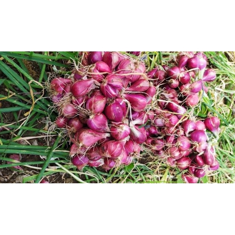 

BAWANG MERAH BREBES SUPER UKURAN SEDANG BISA COD 100gr 1/2kg 1kg