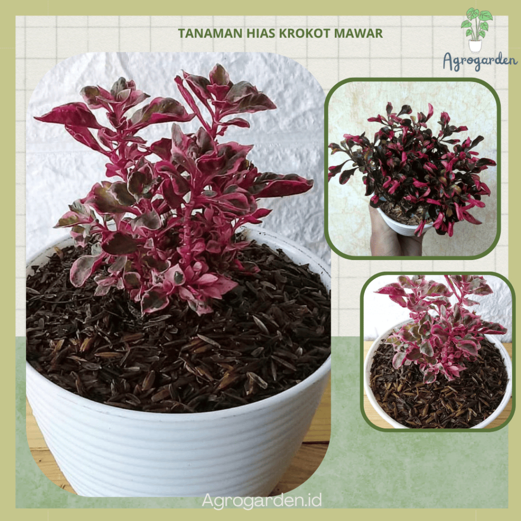 Tanaman Hias Krokot Mawar Merah mini - Tanaman Hias Daun Krokot mawar Mini - Tanaman Krokot Daun Maw