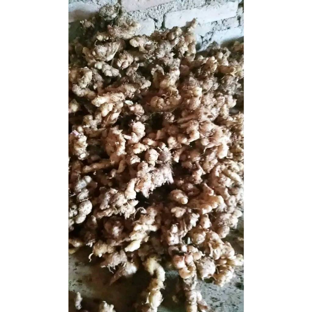 

Jahe Emprit 1kg Mprit Segar Asli Emprit Jawa