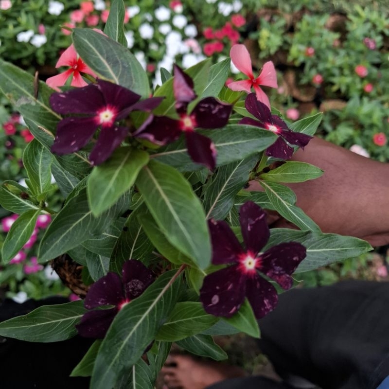 Plant/tanaman-bunga-(bukan biji) VINCA Periwinkle(Tapak dara) BLACKBERRY EXOTIC IMPORT rimbun