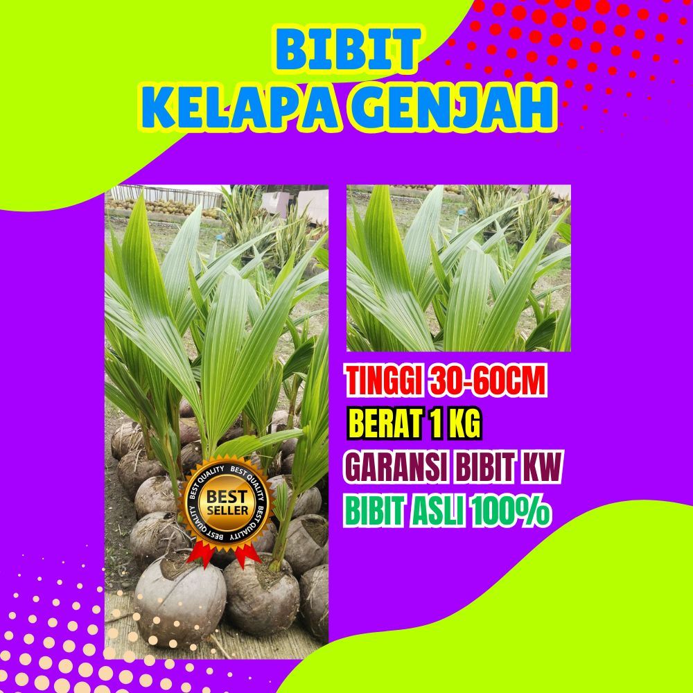 BIBIT UNGGUL.. Bibit Kelapa Hibrida Hijau Pendek, Bibit Kelapa Hibrida