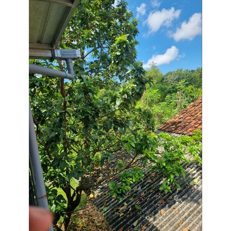 

kulit jagung cocok buat acara bakar bakar buat arang