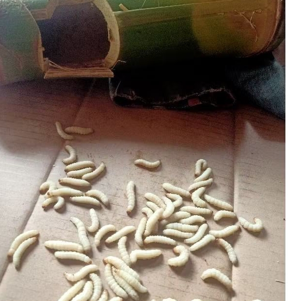 cangkilung bambu/ulat bambu