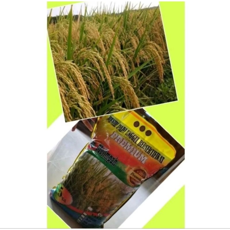 BENIH PADI UNGGUL INPARI 32 JUMBO 1 KG