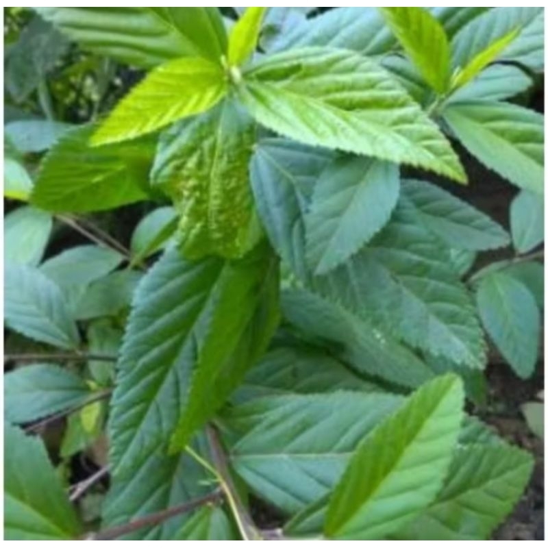

DAUN SIDAGURI 100 gram