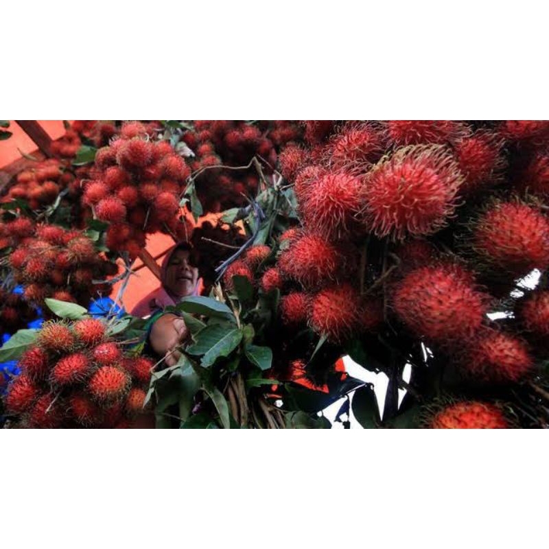bibit rambutan rapiah, binjai besar