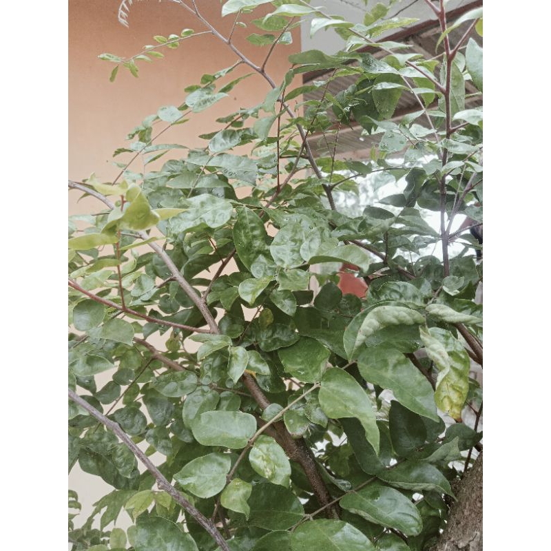 

daun blimbing segar per 200gram