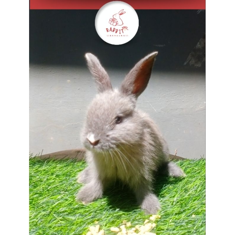 Kelinci Siapan Indukan Pure Gray Lokal Murah | Rumah Kelinci Bandung