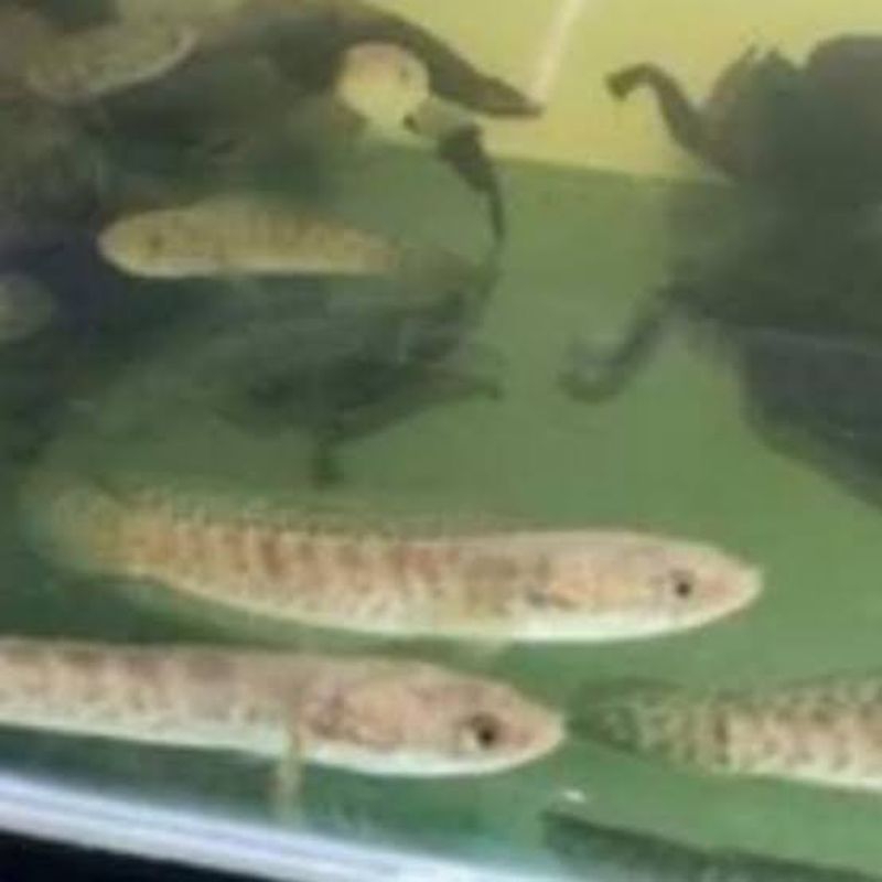 chana auranti kardus cb baby 2-3cm