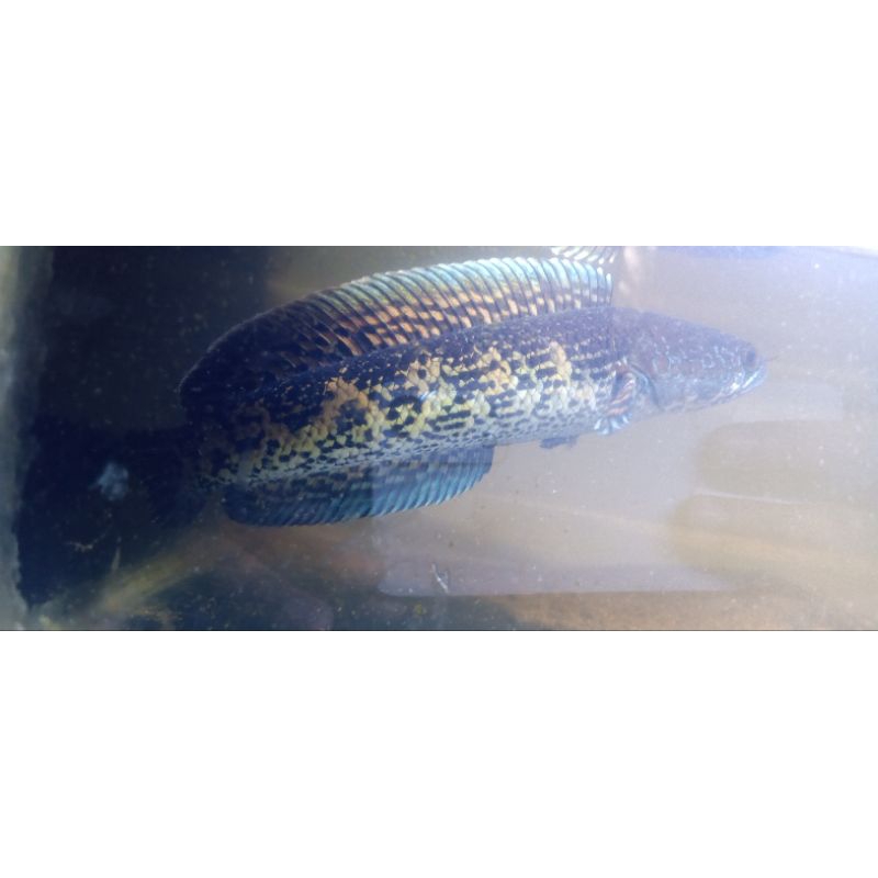 auranti jumbo flaring+mangap kardus 20 cm(no CoD)