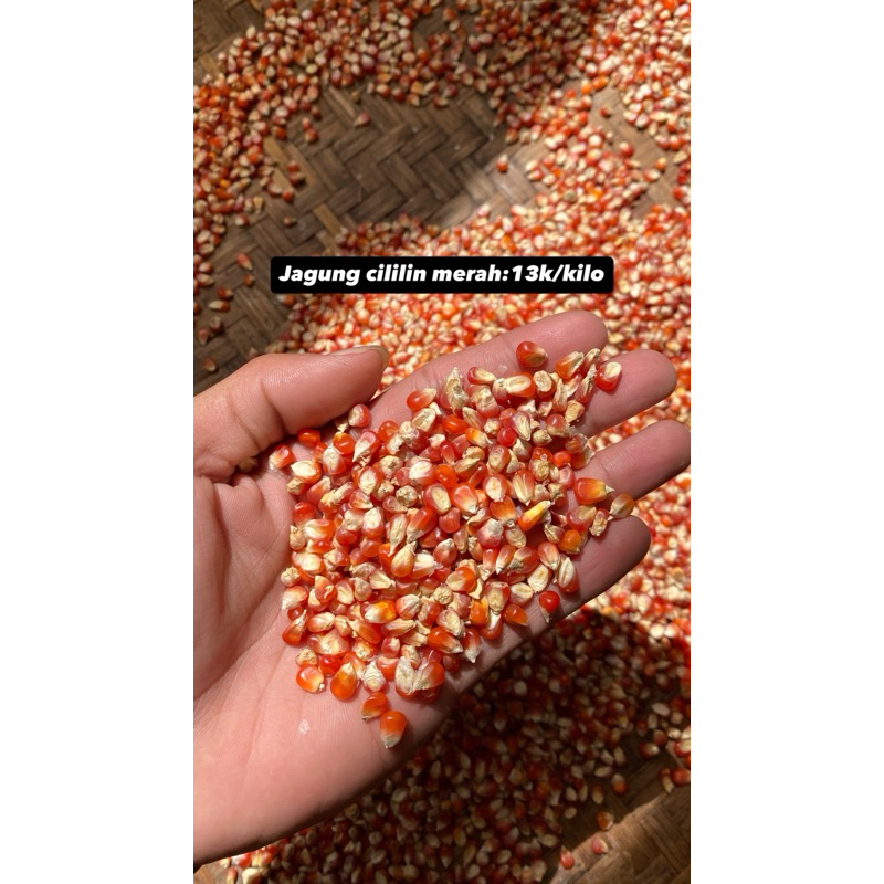 

jagung cililin merah