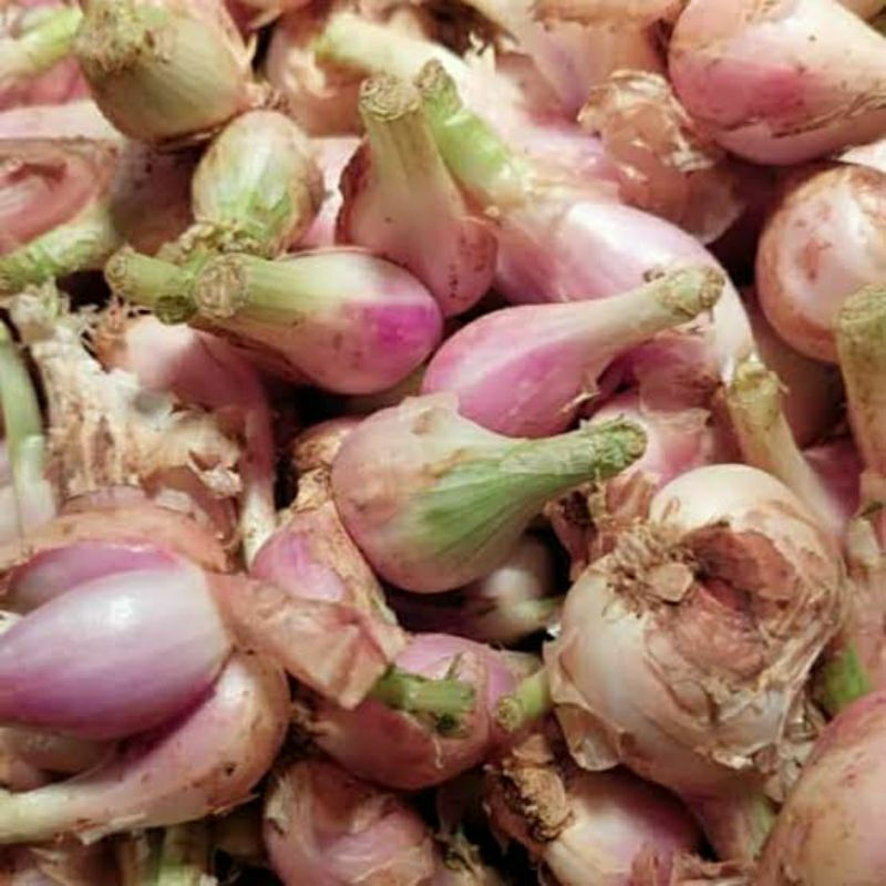 

Bawang Sumenep Super 1kg