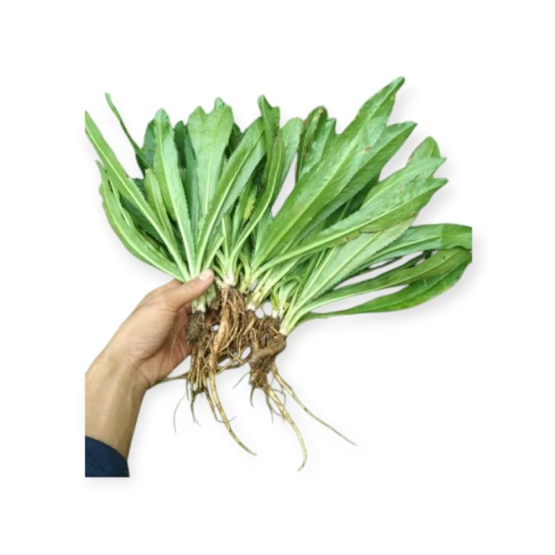 

tanaman walang sangit/walang geni buat esen ikan