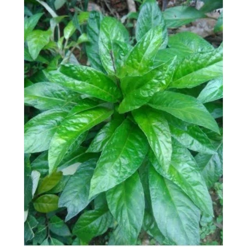 

Daun reundeu /rende segar bisa dibuat lalapan isi 100 gram [ GOS ]