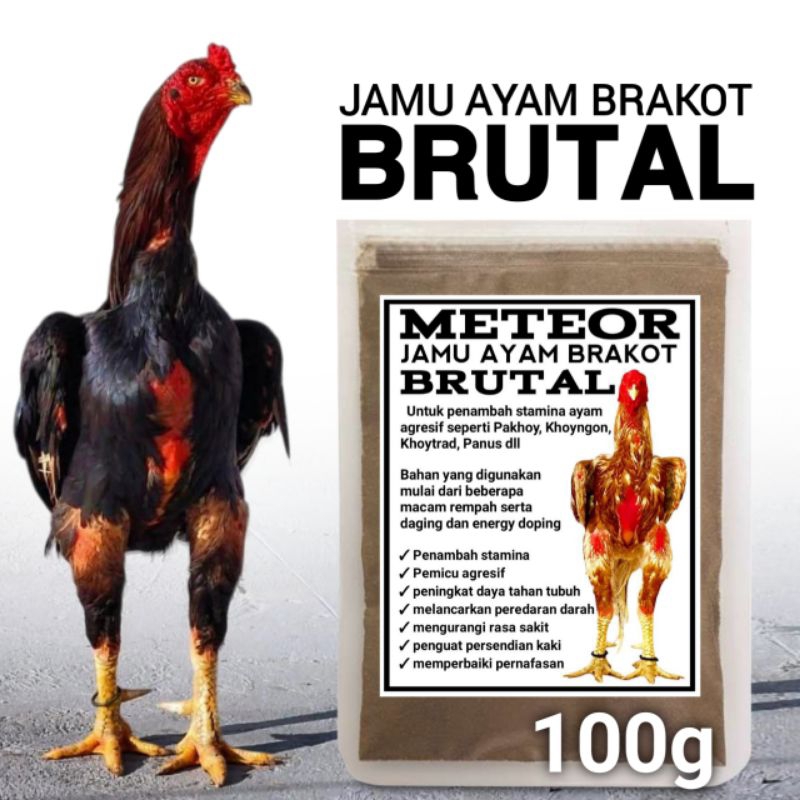 Jamu meteor untuk ayam brakot brutal
