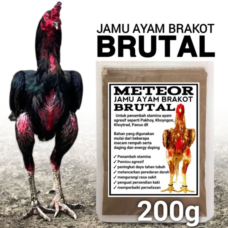 Meteor jamu ayam pakhoy brakot