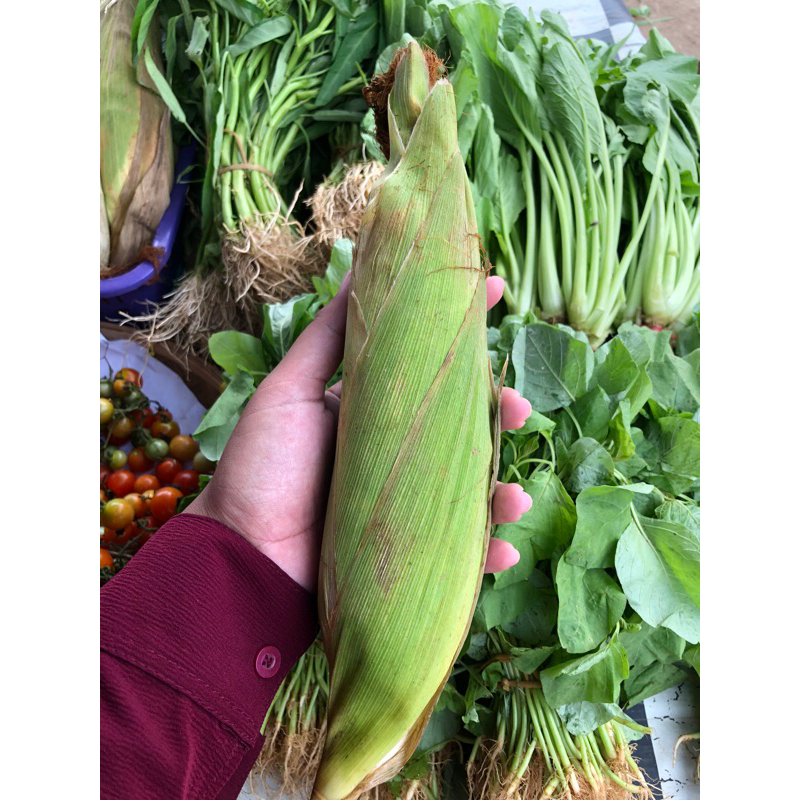

Jagung kulit