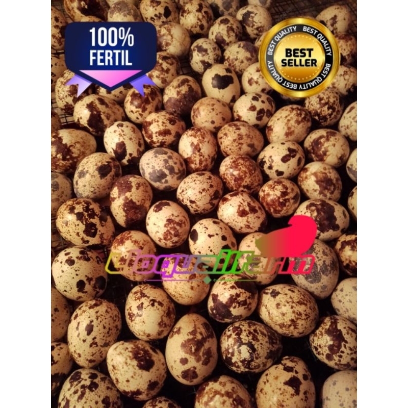 

PAKET 100 BUTIR TELOR FERTIL TETAS ACS/FS