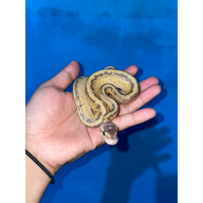 Ball Python mojave lemon blast ph clown