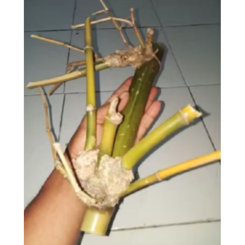 bambu petuk asli dari alam