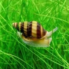 KEONG ASSASIN AQUASCAPE