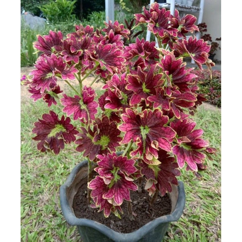 PROMO TANAMAN HIAS MIANA EKOR NAGA - MIANA WAYANG - TANAMAN MIANA - DAUN RIMBUN BERAKAR