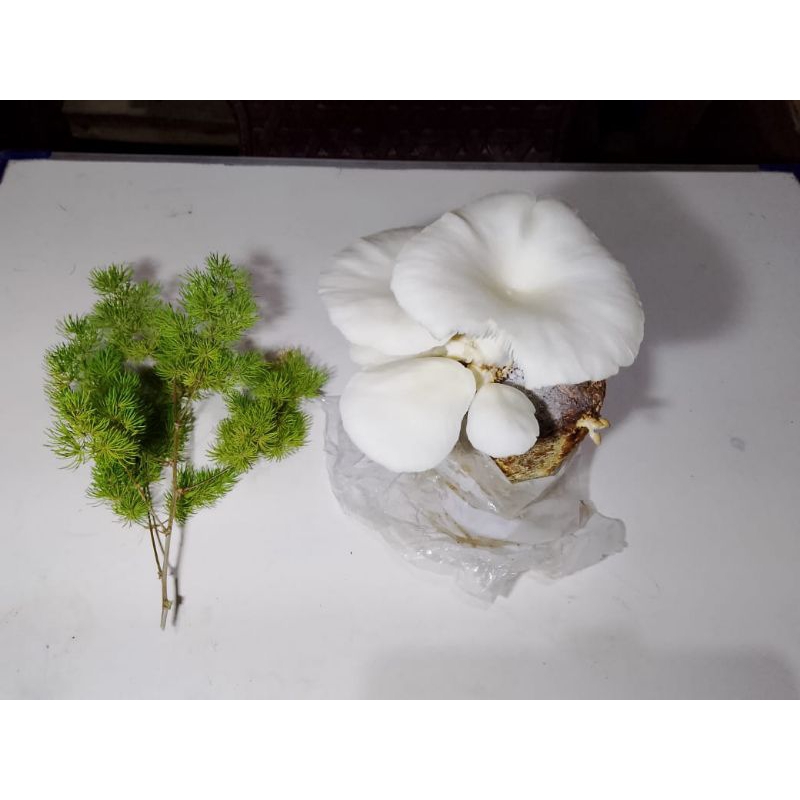 media tanam baglog bibit jamur tiram siap tumbuh