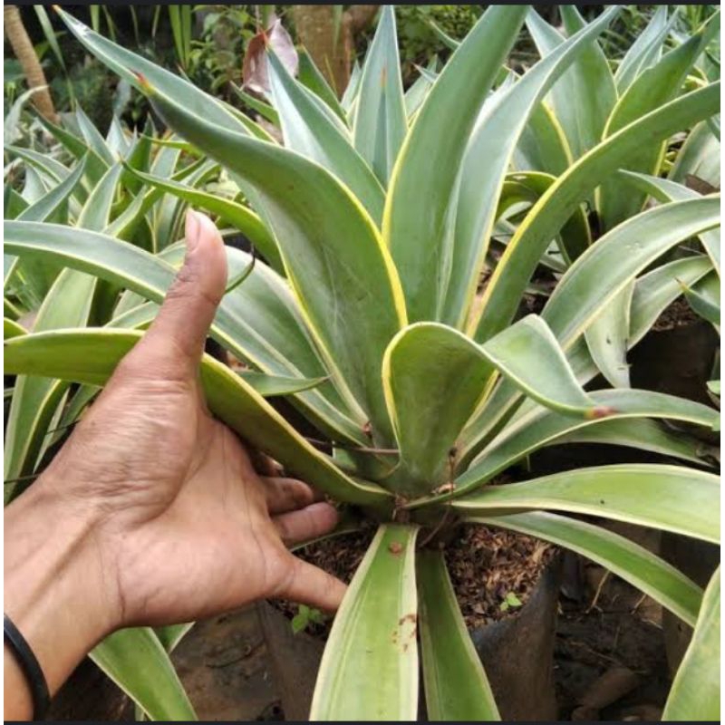 AGAVE ATTENUATA,TANAMAN HIAS , BUNGA TELUR, AGAVE VARIGATA, AGAVE