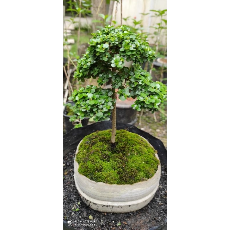 Bonsai Sancang Mame
