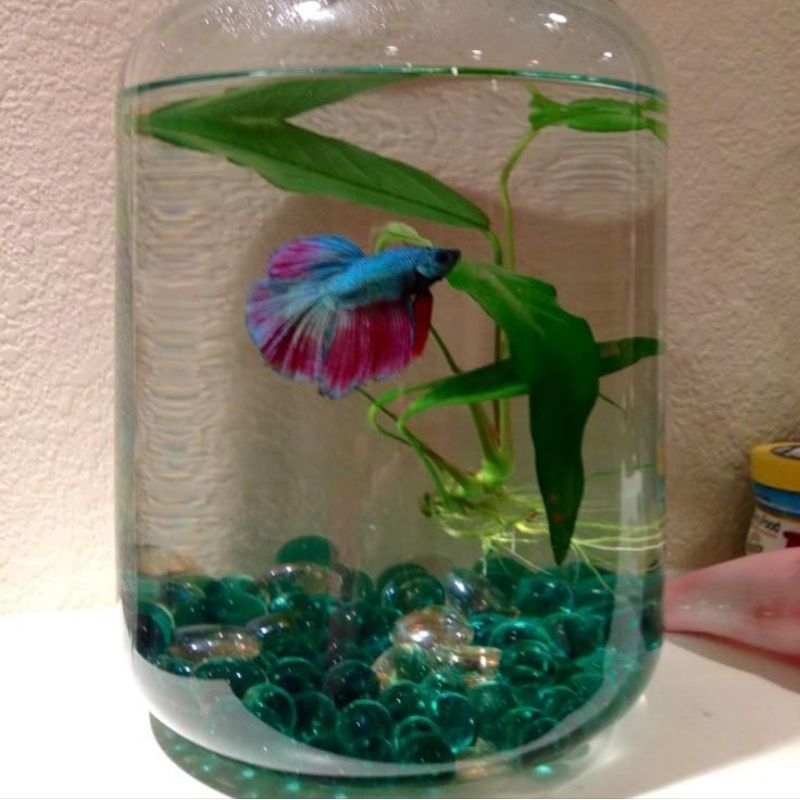 TOPLES KACA ikan cupang | 4pcs Gratis Ongkir | Aquarium Ikan Cupang Mini