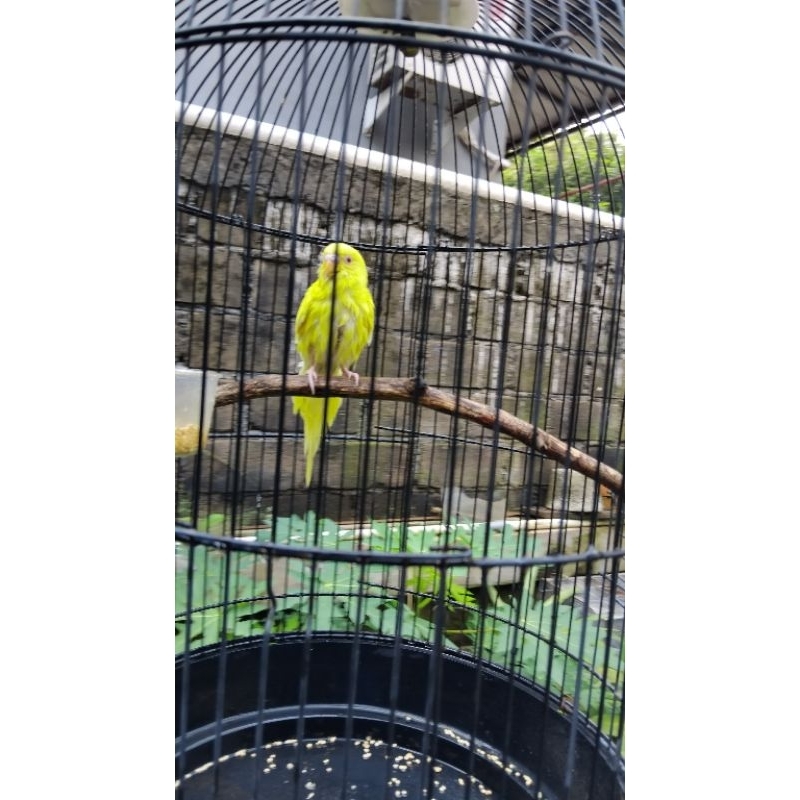 parkit lutino mm mandiri semi jinak