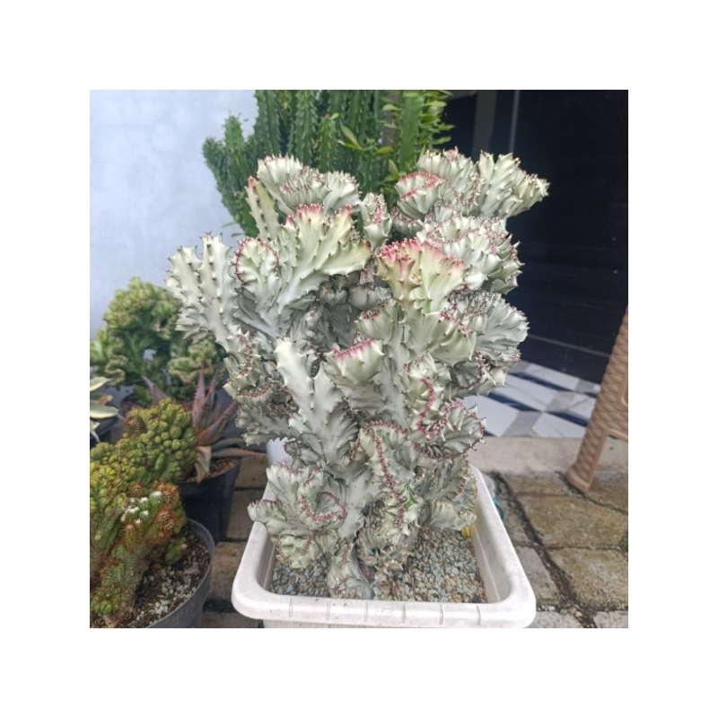 Euphorbia Lactea Cristata Silver| DP 25cm | TANAMAN HIAS