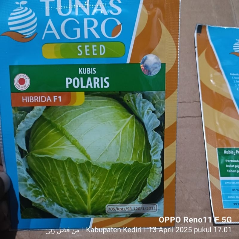 Benih kubis HIBRIDA  Tunas Agro POLARIS  20GR