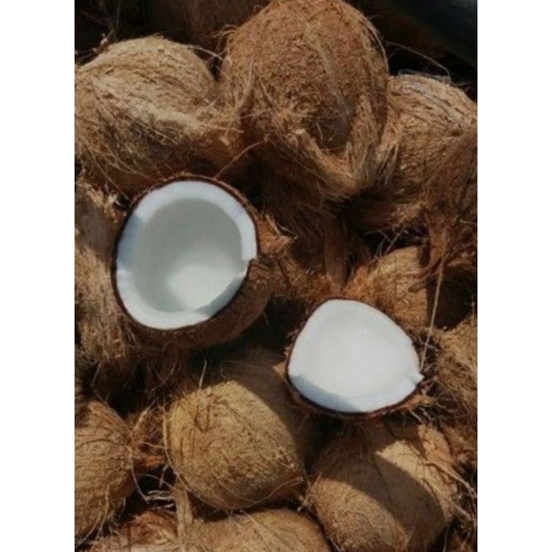 

kelapa tua/sudah di kupas 1kg siap kirim