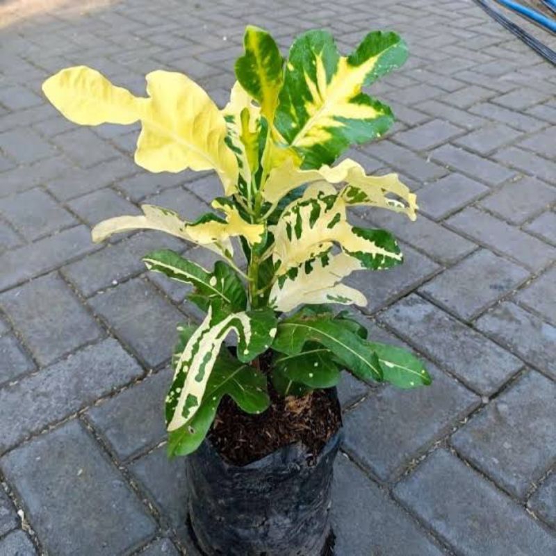 bibit pohon puring kuning