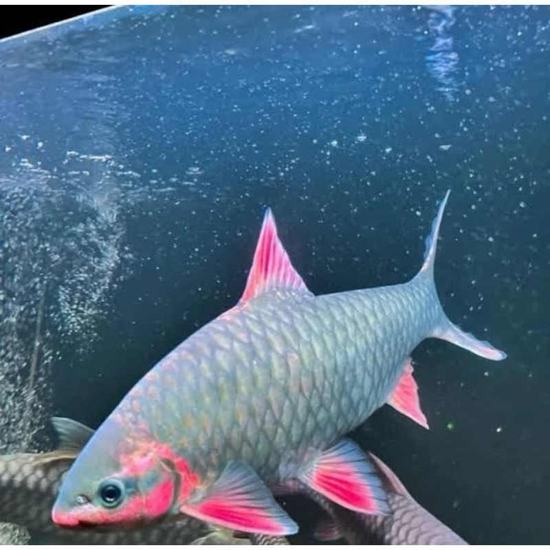 Phoenix Barb China 5-7 cm