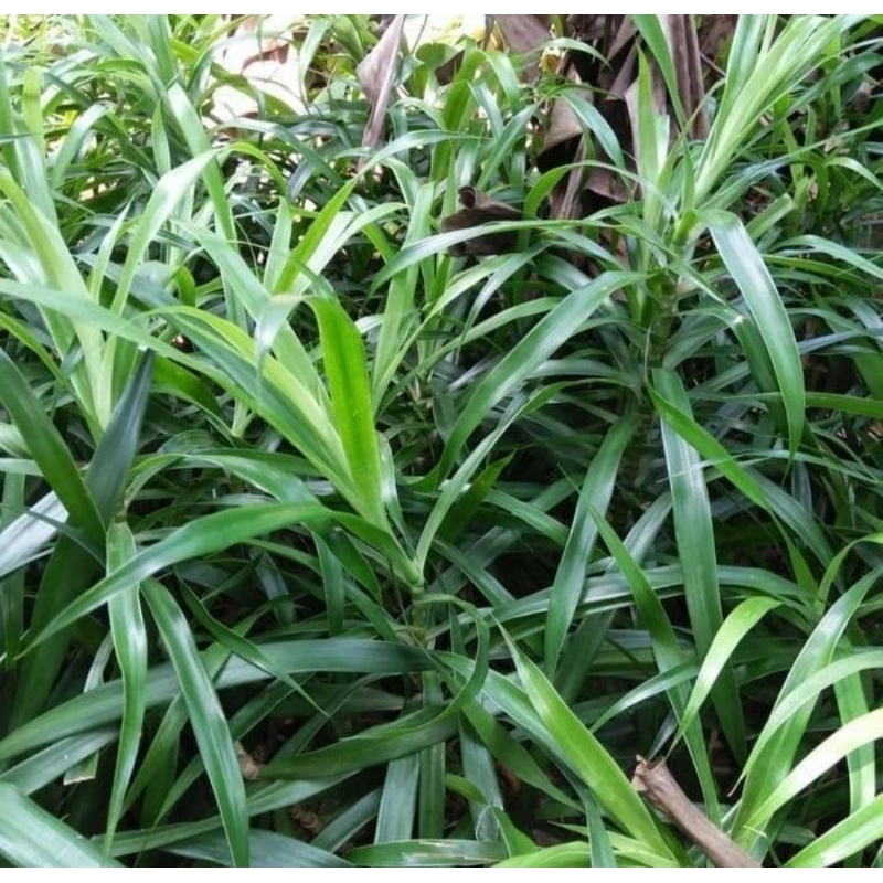 

Daun Suji Organik Bebas Pestisida Segar Asli Pewarna Hijau Makanan Alami