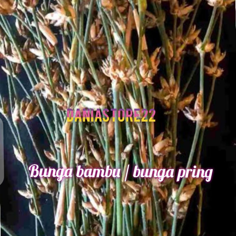 Bunga Bambu Mustika Bambu Kembang Pring